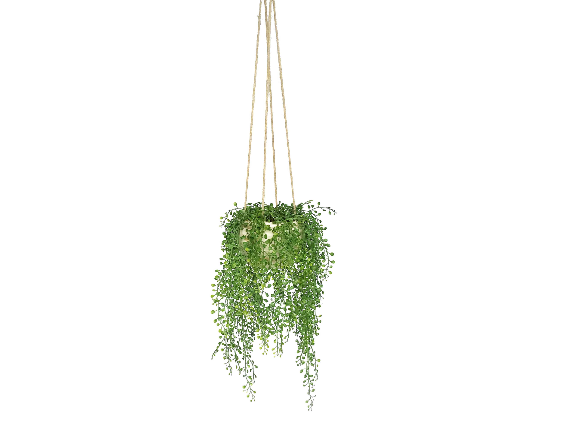 Green hanging plant in white hanging pot