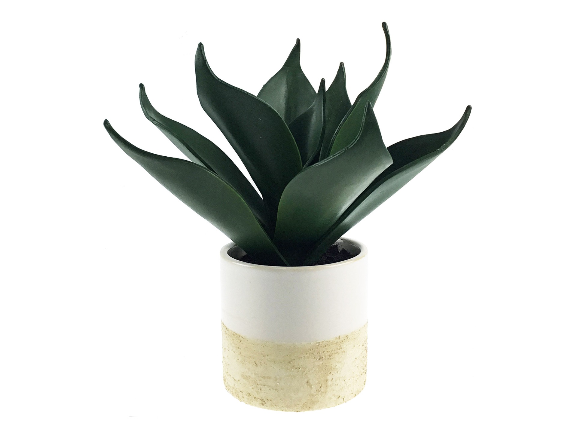 Dark green plant in white pot