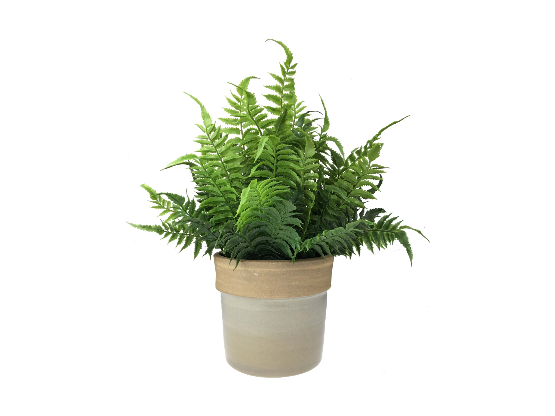 Fern in brown pot