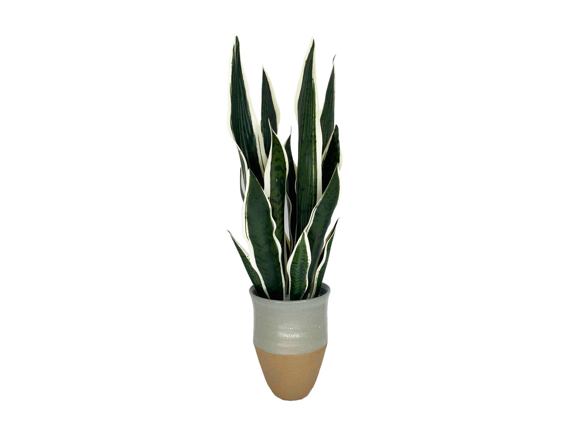 Tall snake plant in grey and brown pot