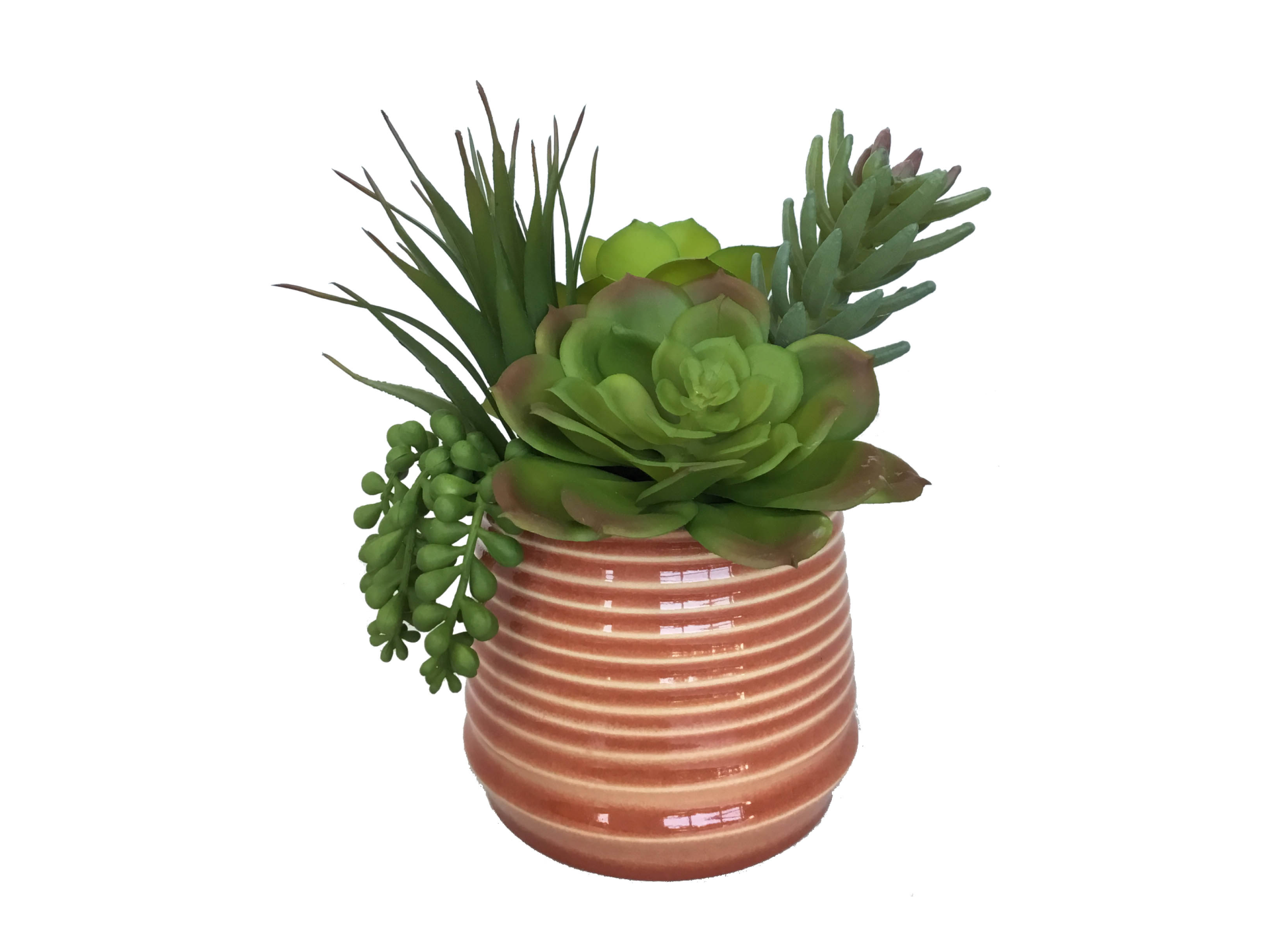 Various succulents in red and white striped pot