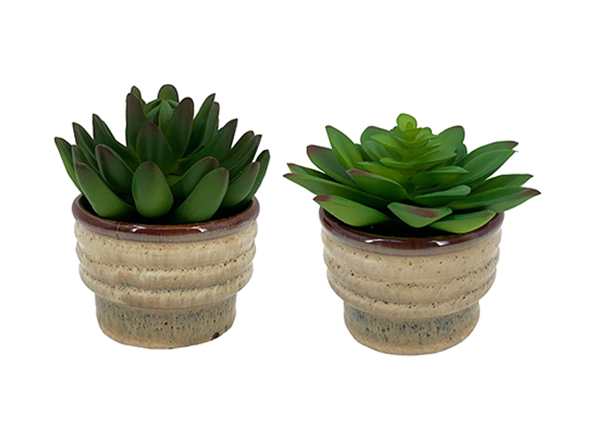 Two different succulents in little brown pots