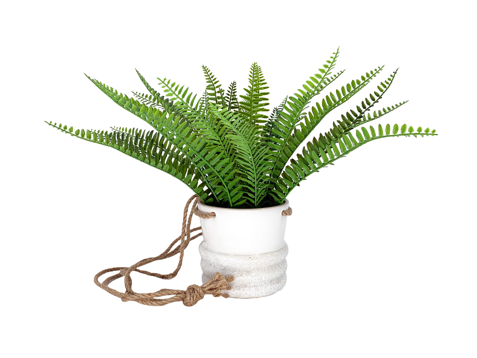 Fern in white pot with hanging cord