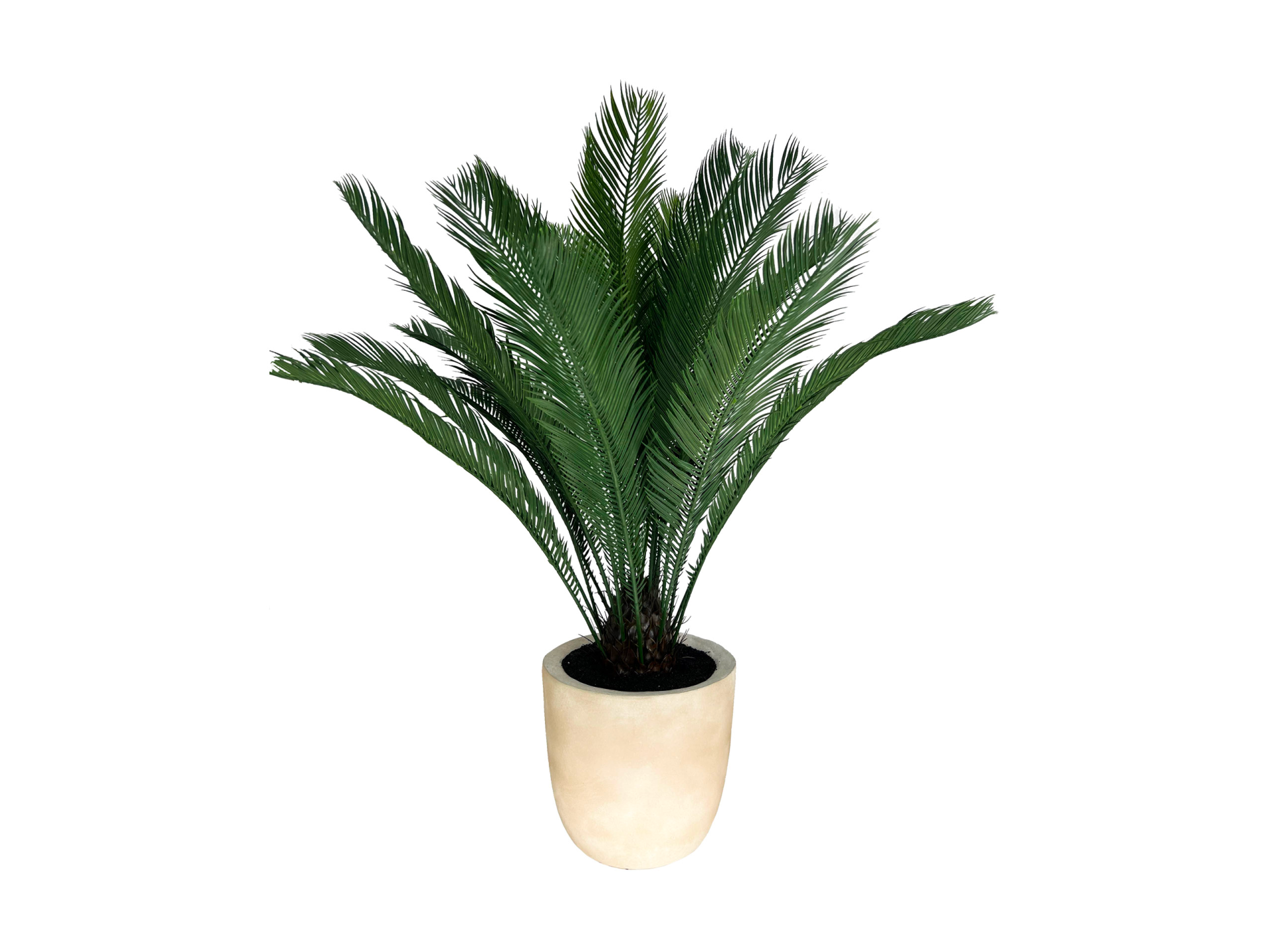 Palm plant in white stone vase