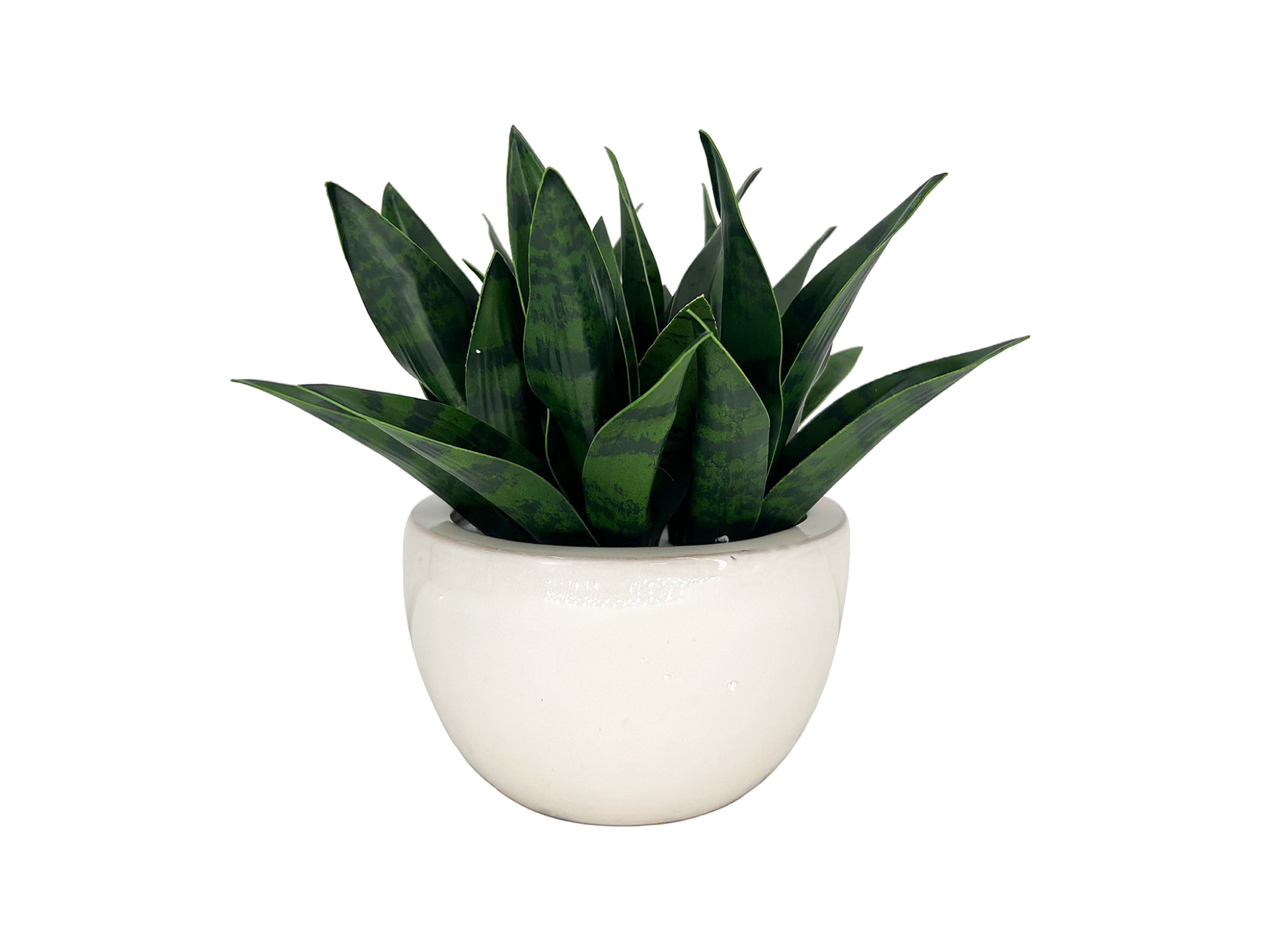 Dark green short snake plant in white pot