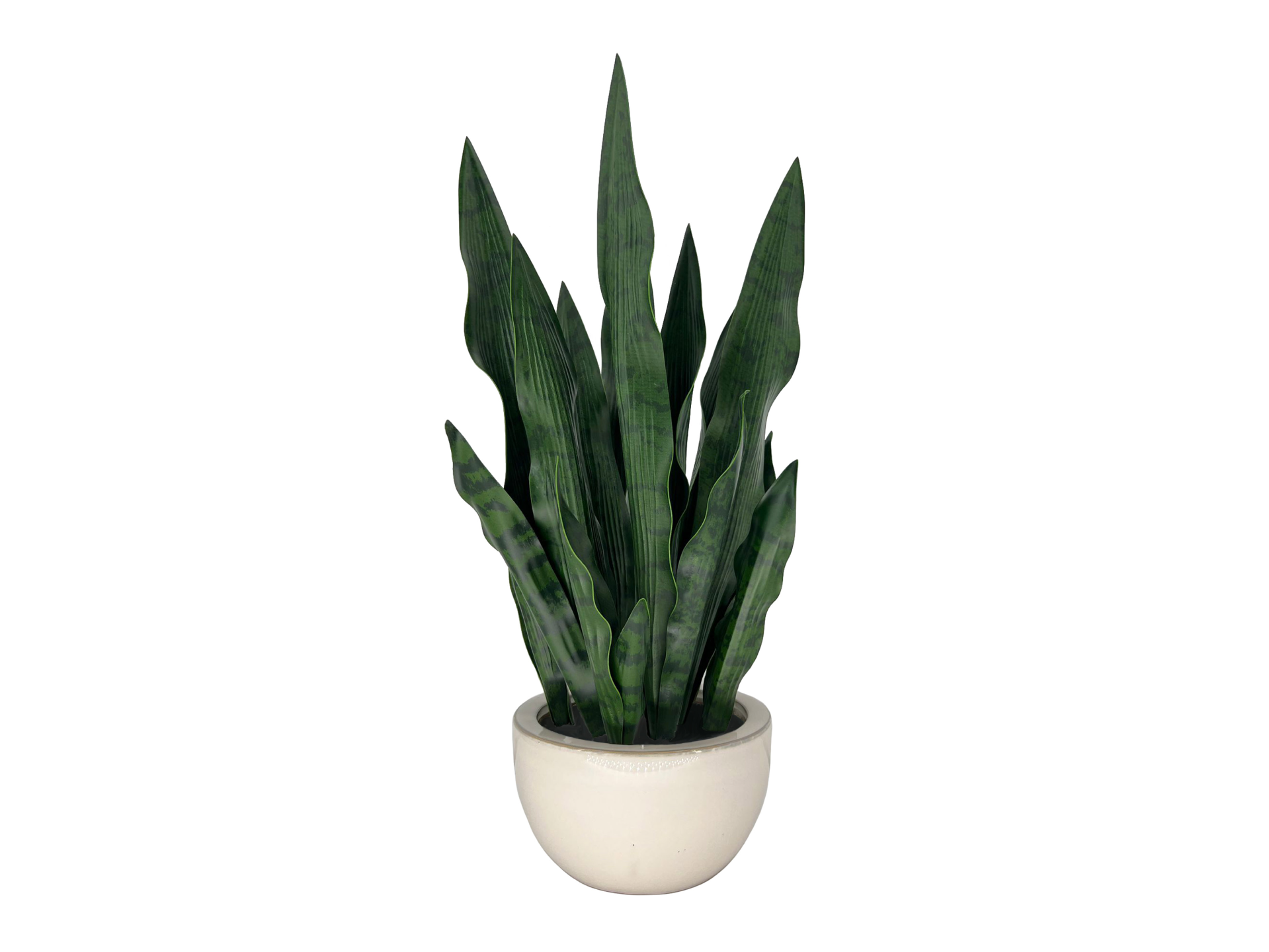 Tall dark green snake plant in white pot