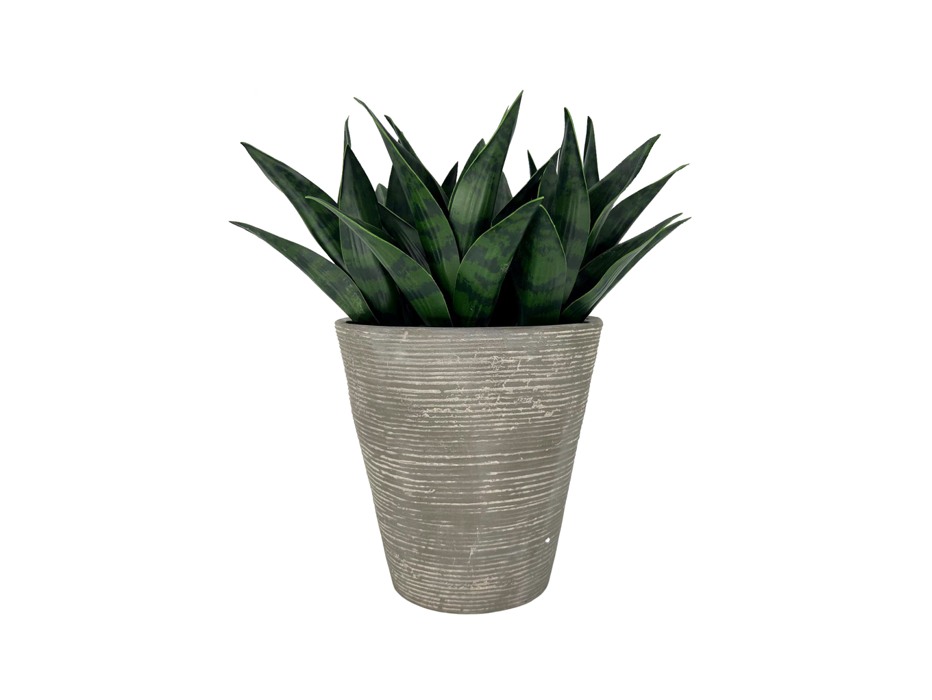 Short dark green snake plant in tall grey pot