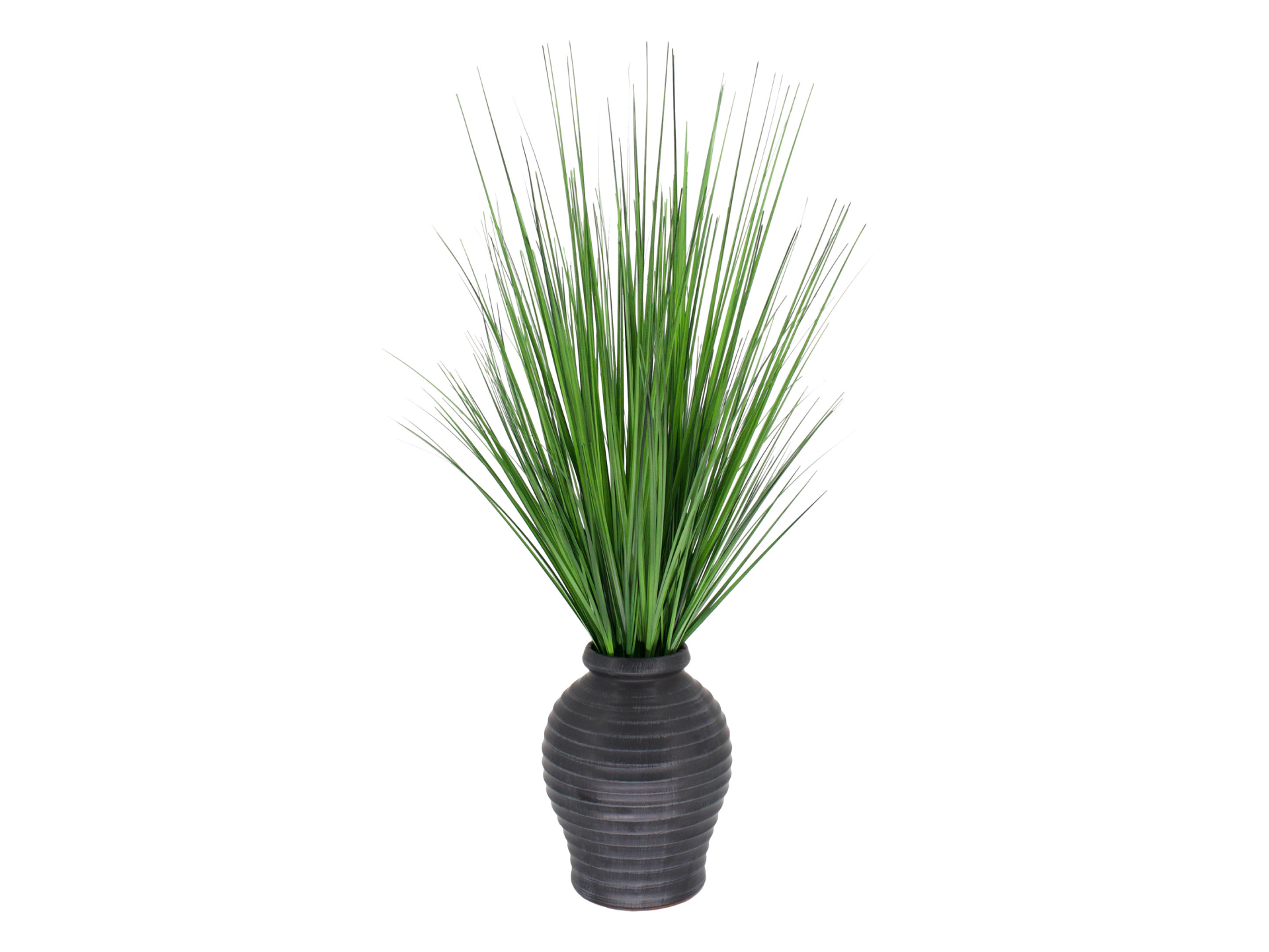 Spiky plant in black vase