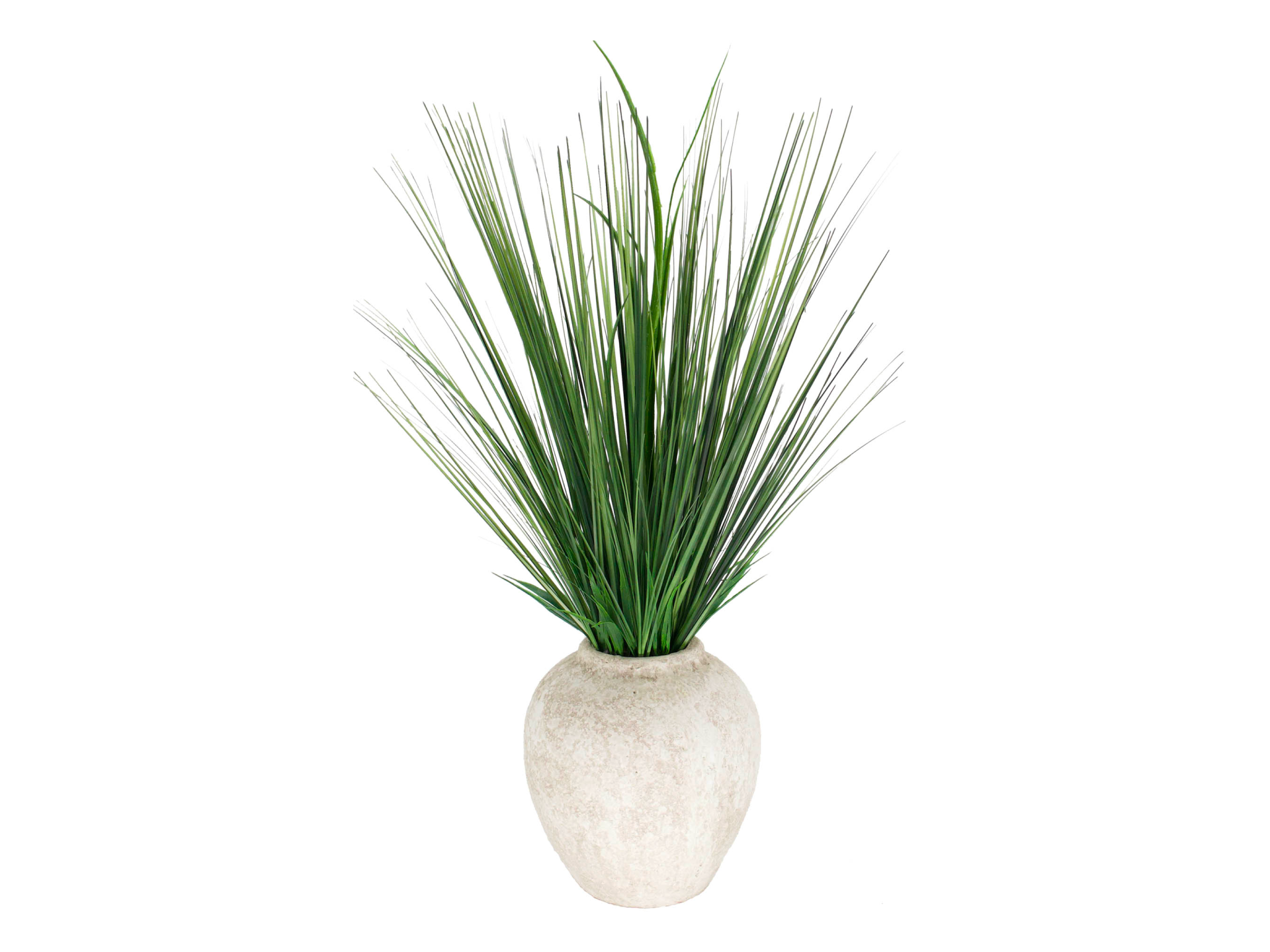 Spiky plant in oval white pot