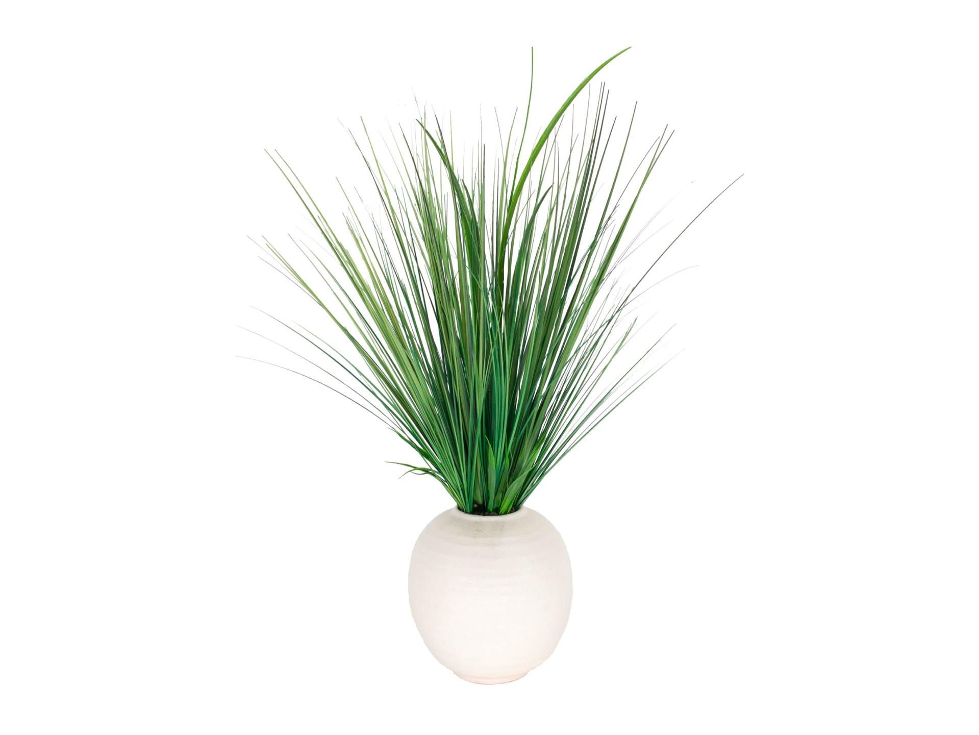 Spiky plant in round white pot