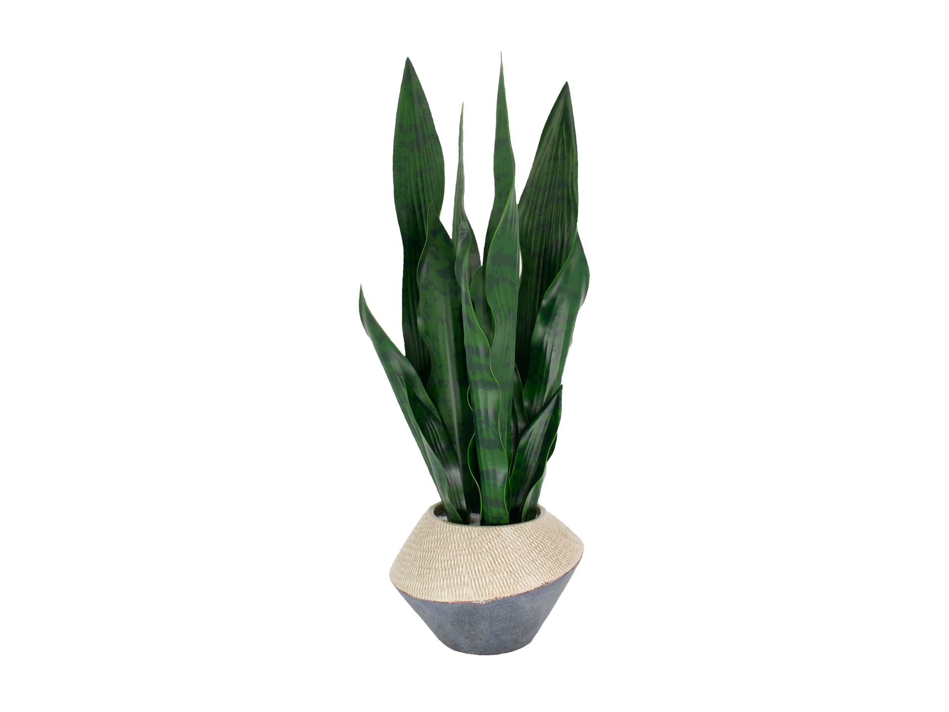 Tall snake plant in blue and white pot