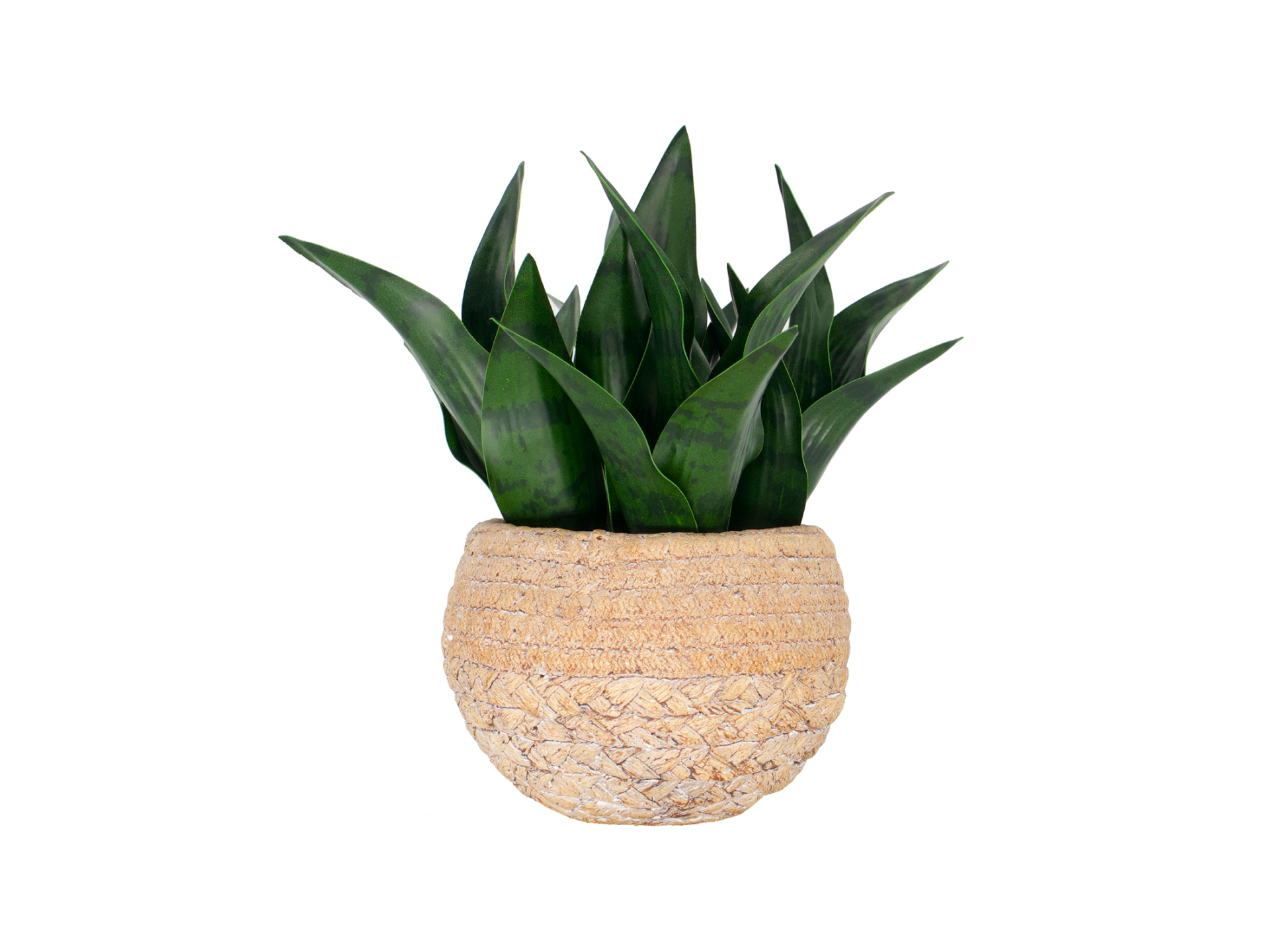 Snake plant in braided round basket