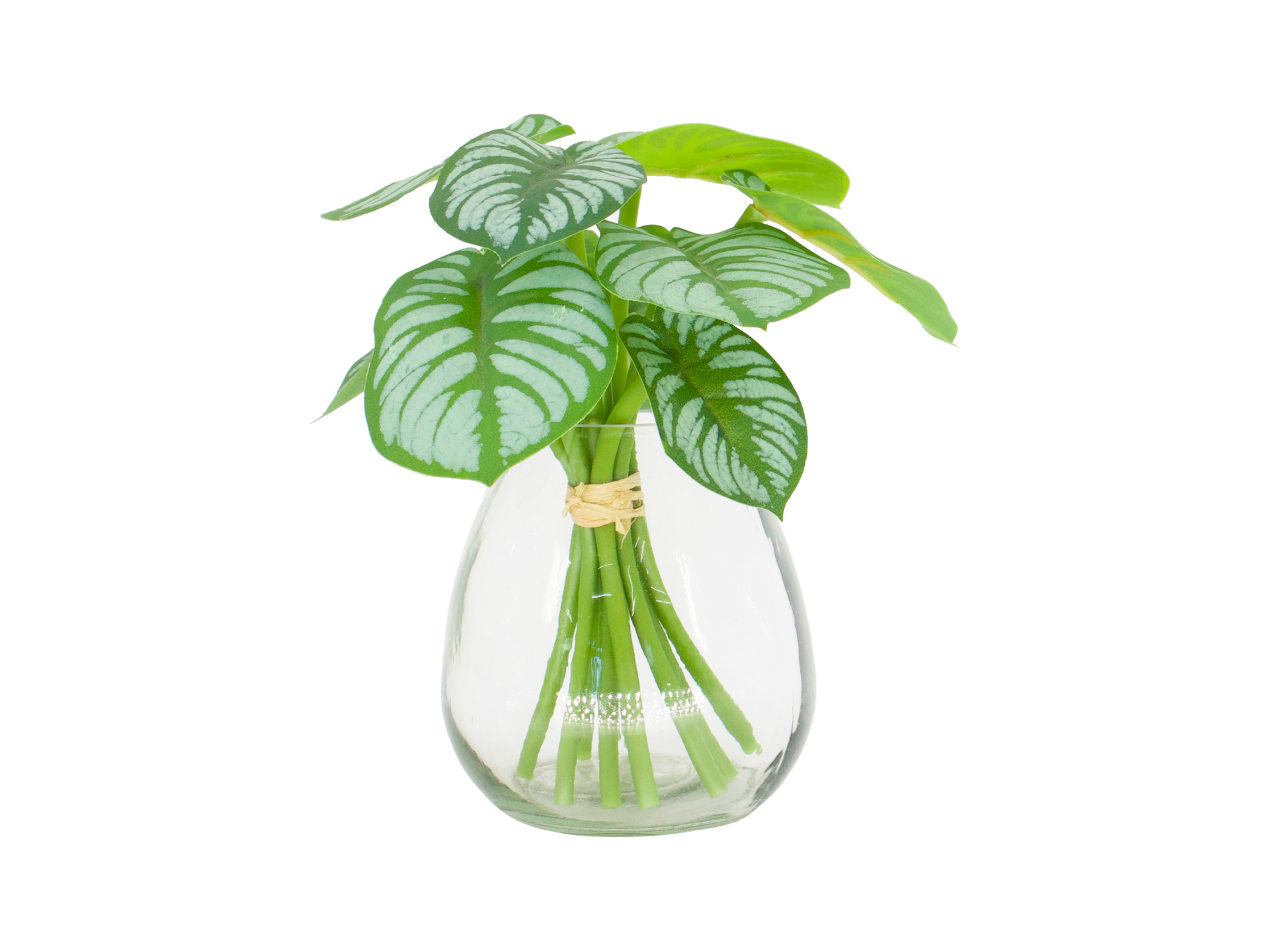 Green leaves and stems in glass vase