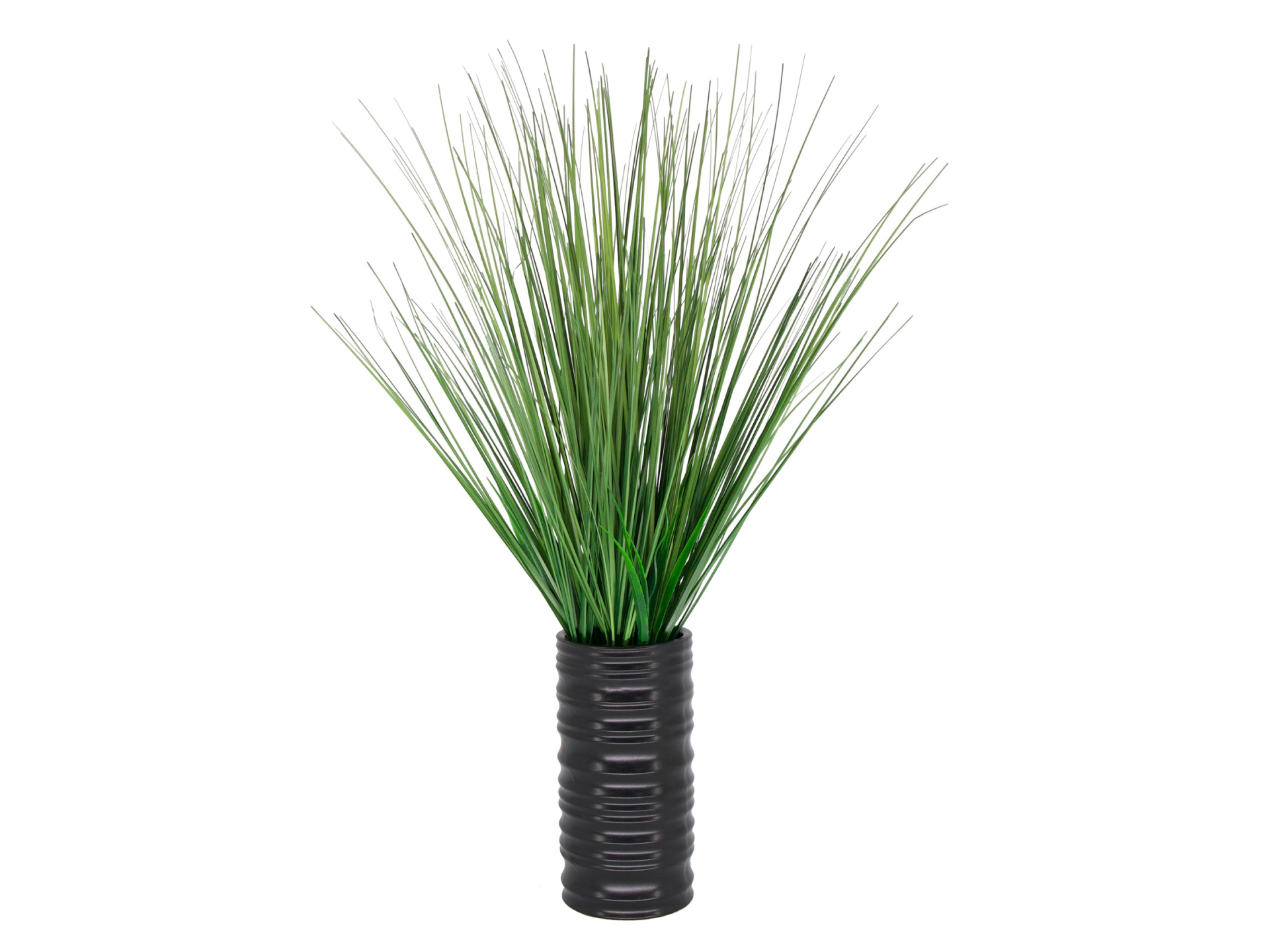 Spiky plant in tall black vase