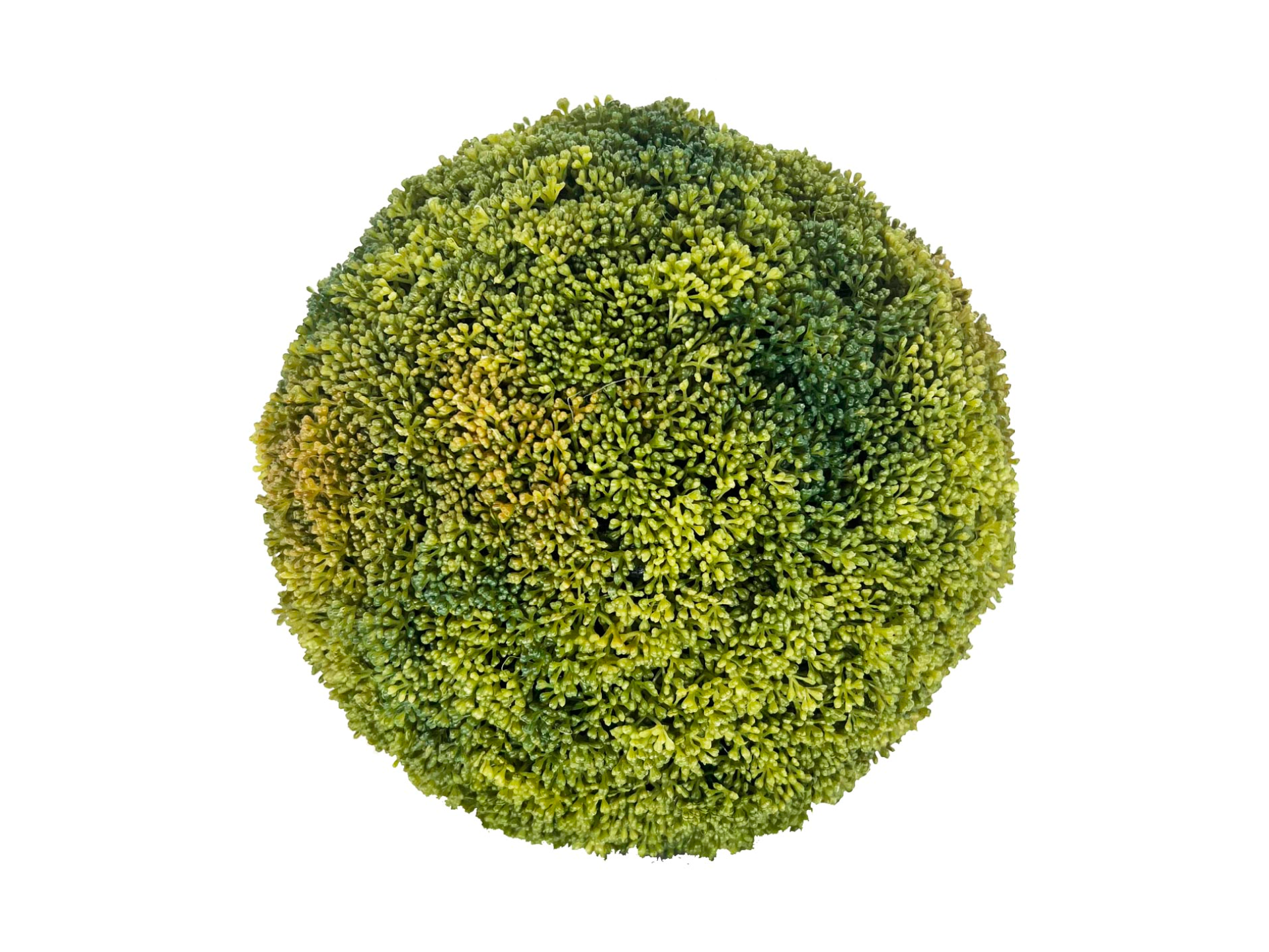 Green succulent ball