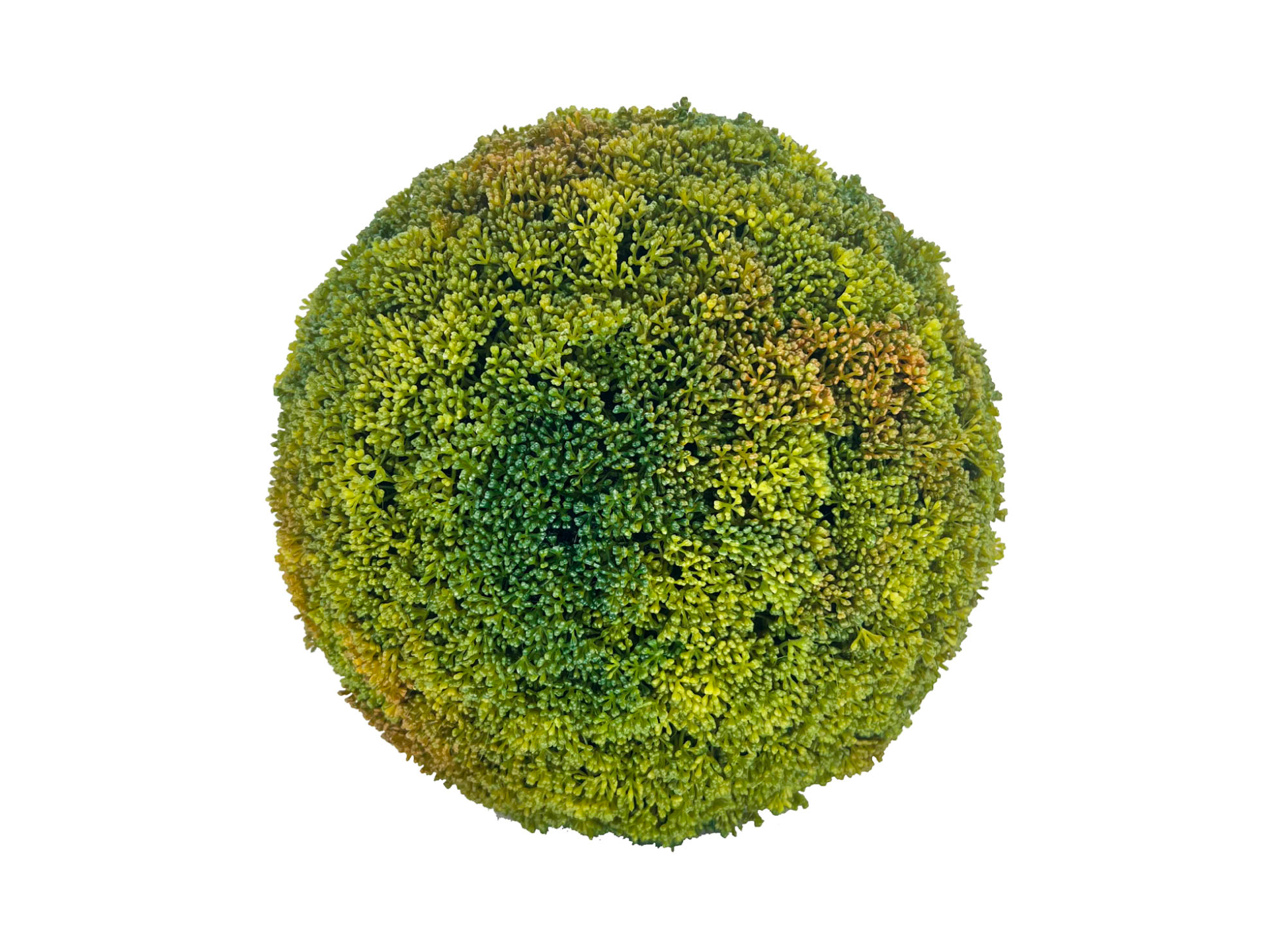 green and yellow succulent ball