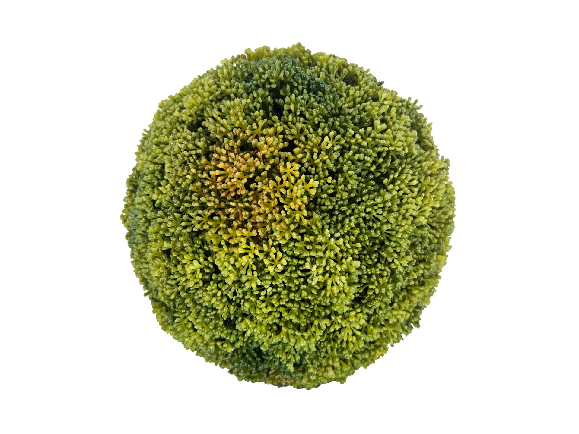 Succulent ball