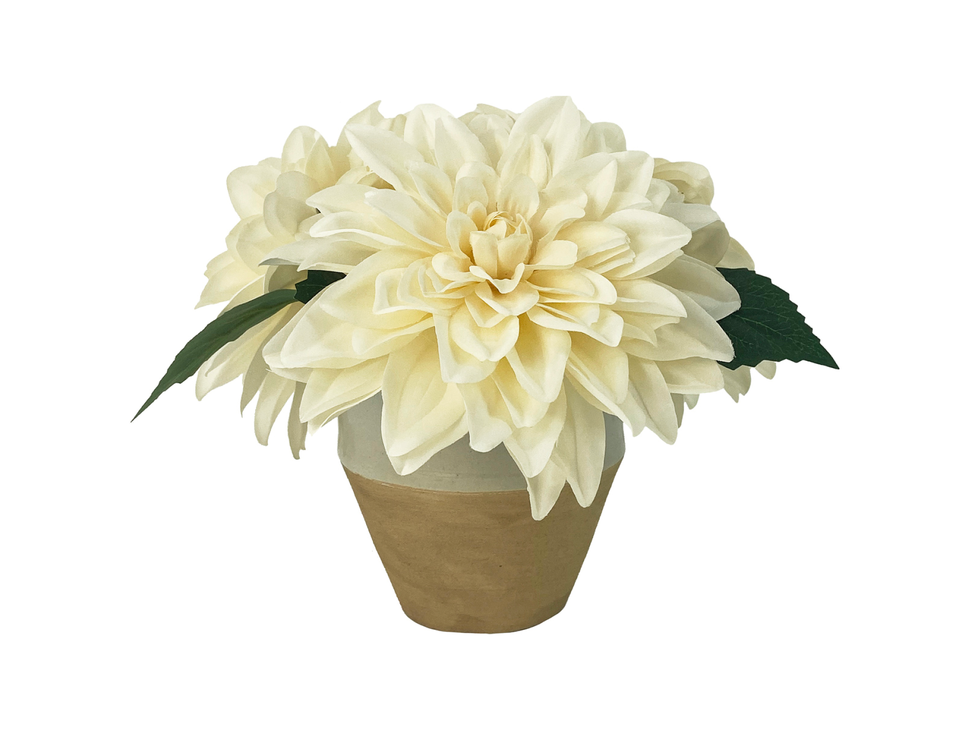 Big white flowers with green leaves in creme pot