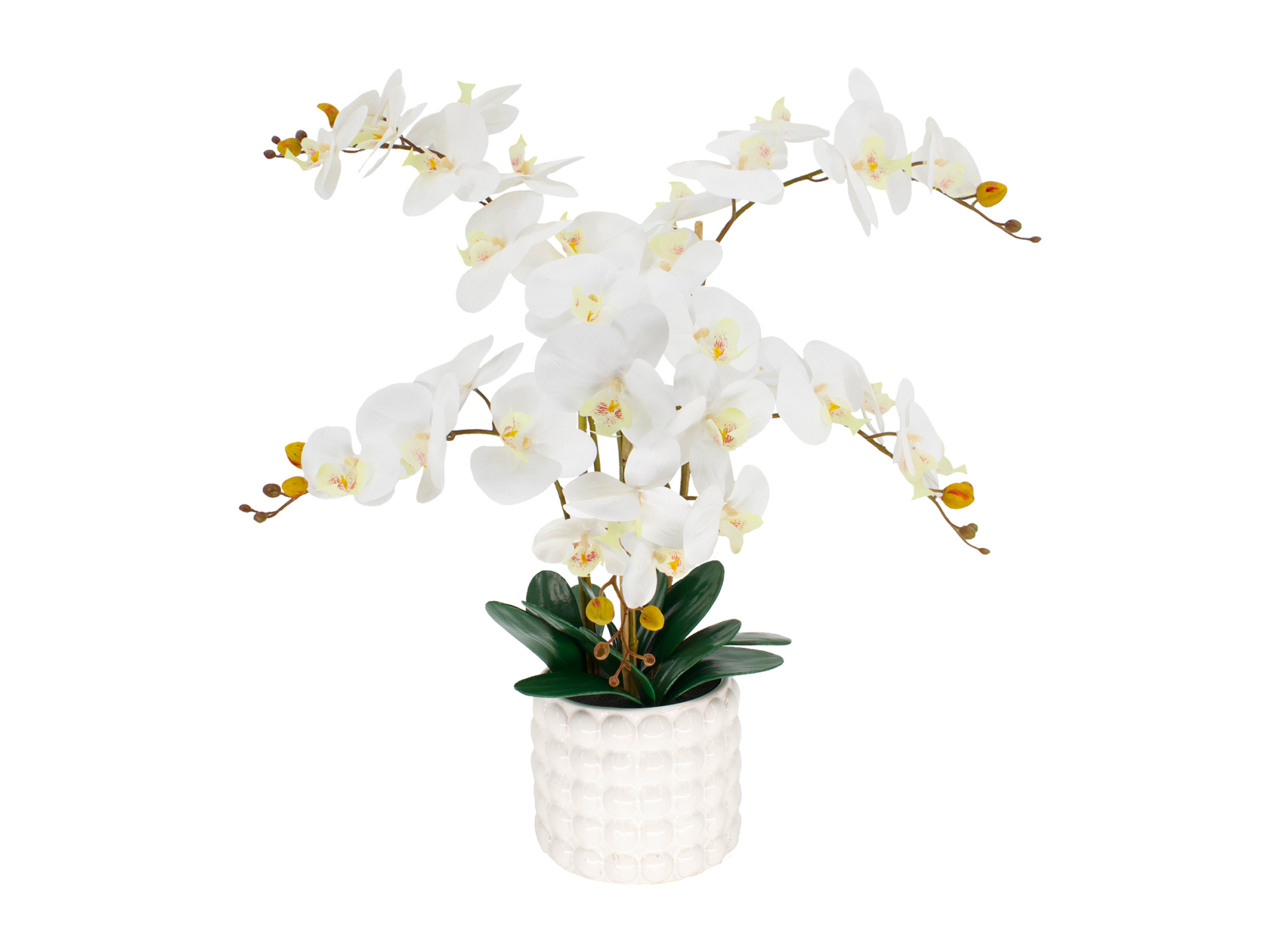 White orchid in small white pot