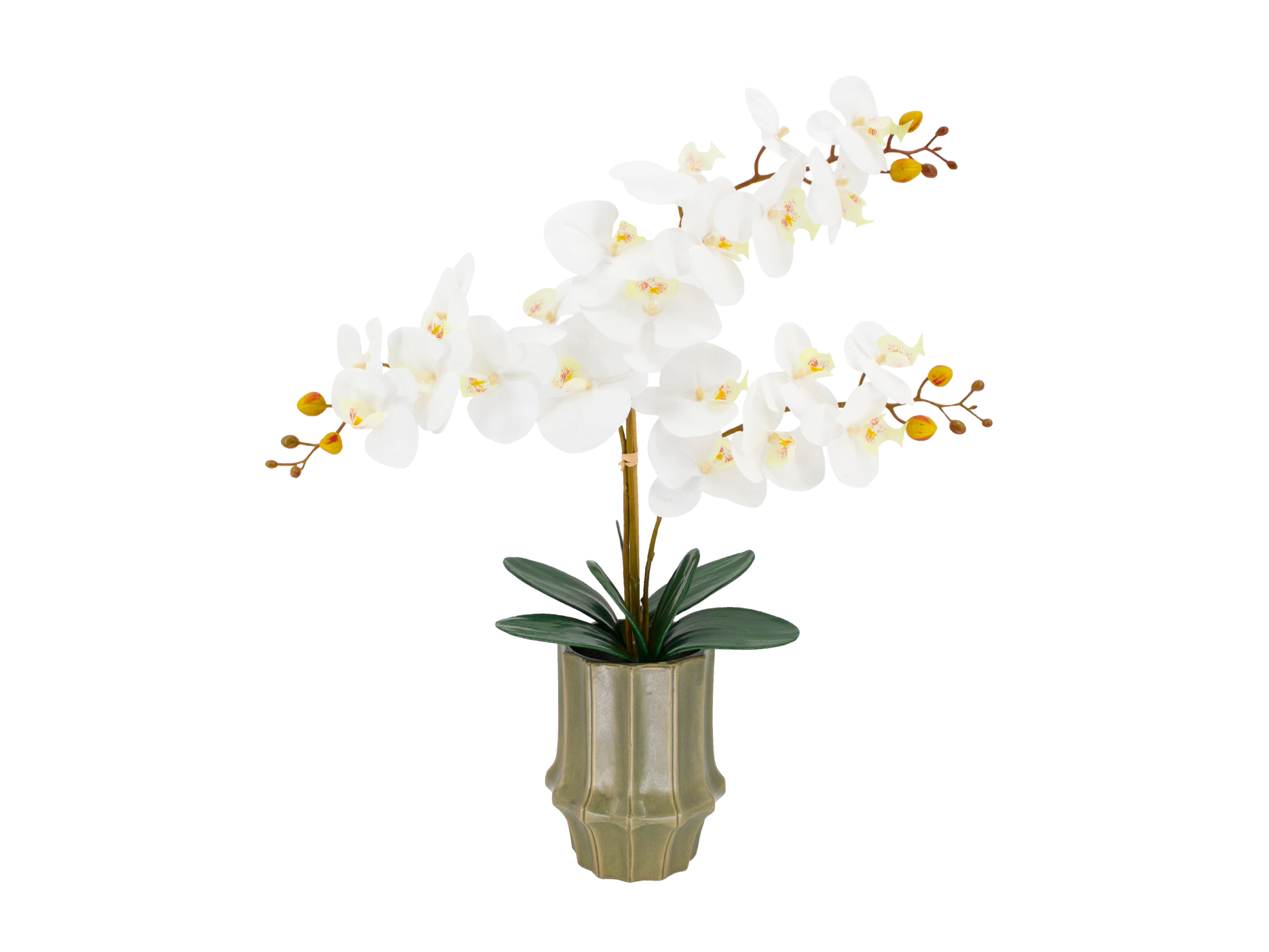 White and yellow orchid in short green pot