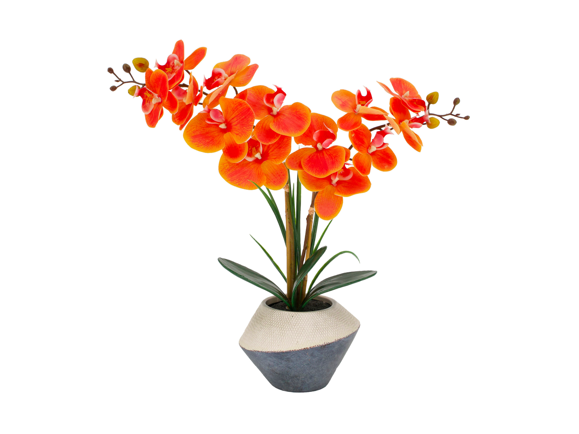 Orange orchid in blue and white pot