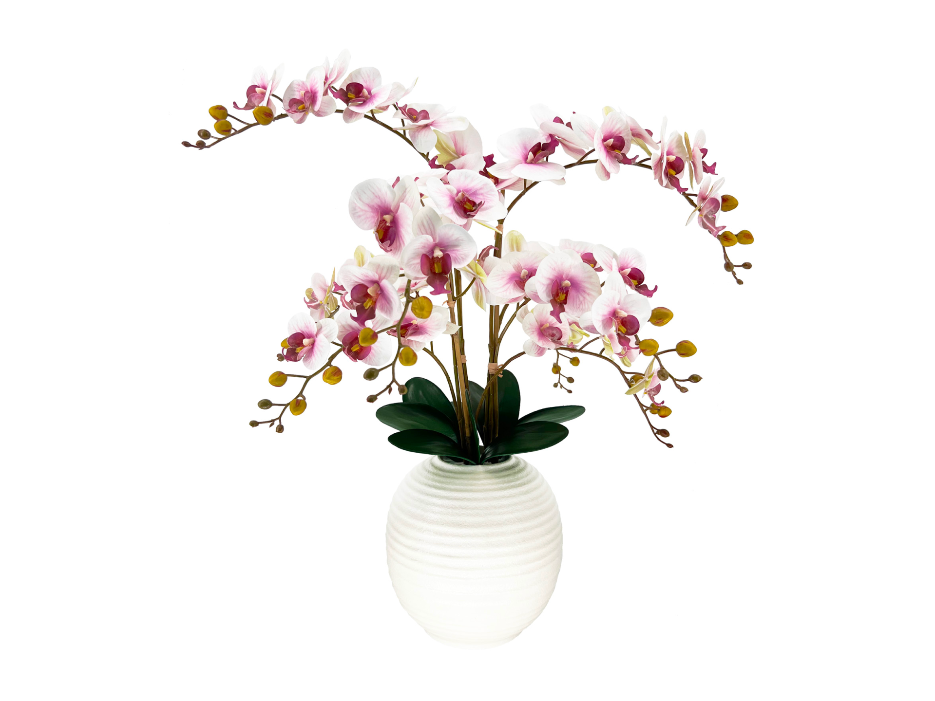 White pink purple orchid in round white vase