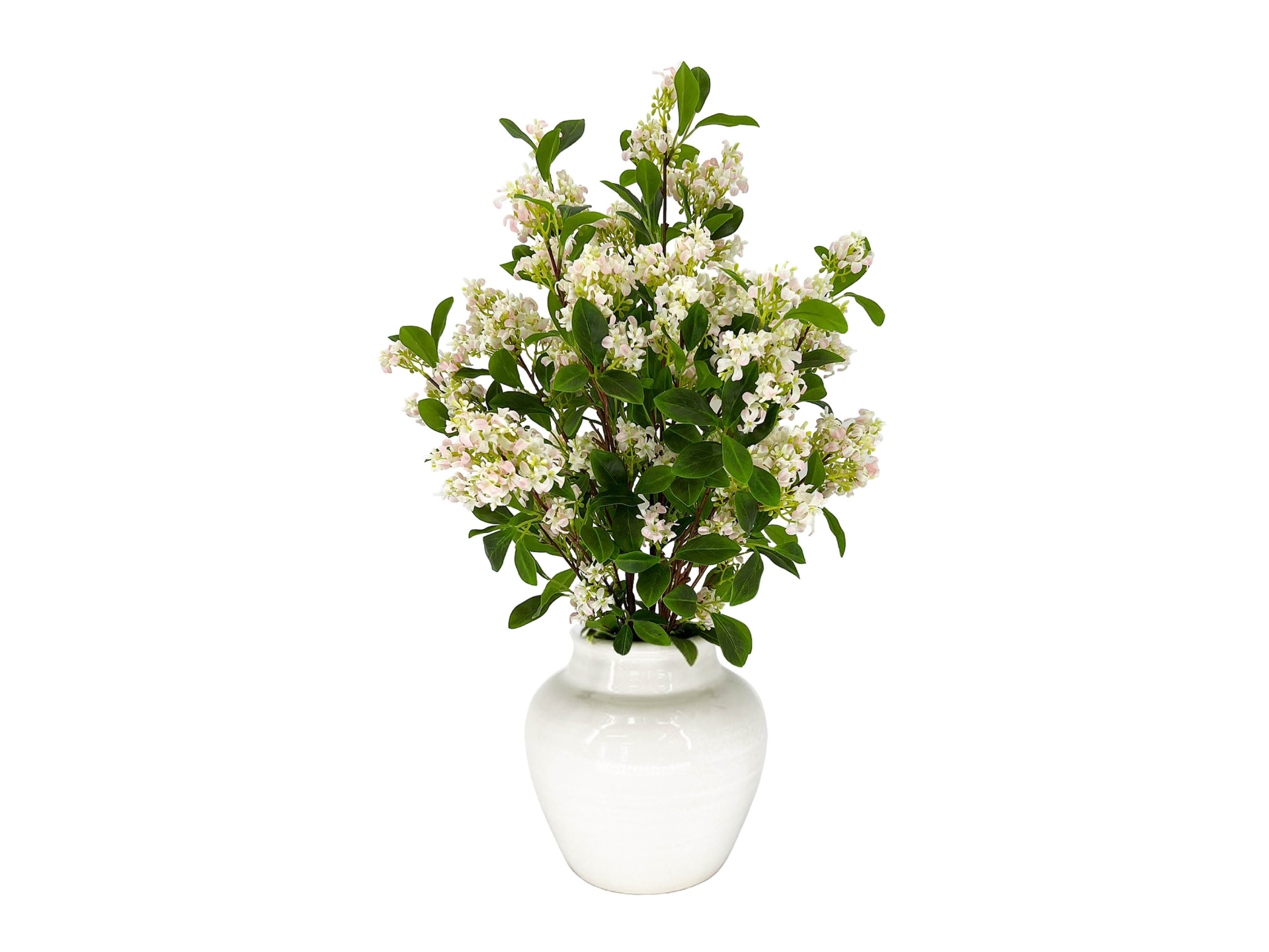 White flowers with green leaves in white pot