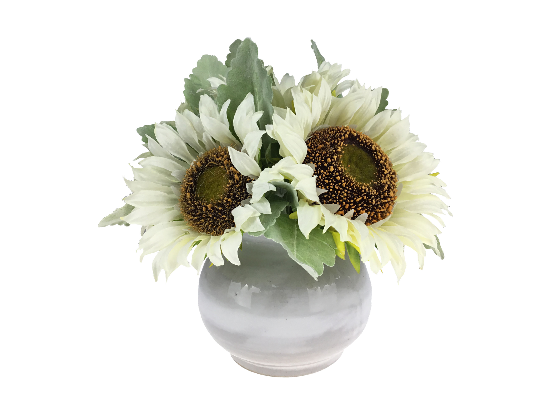 White sunflowers in white pot