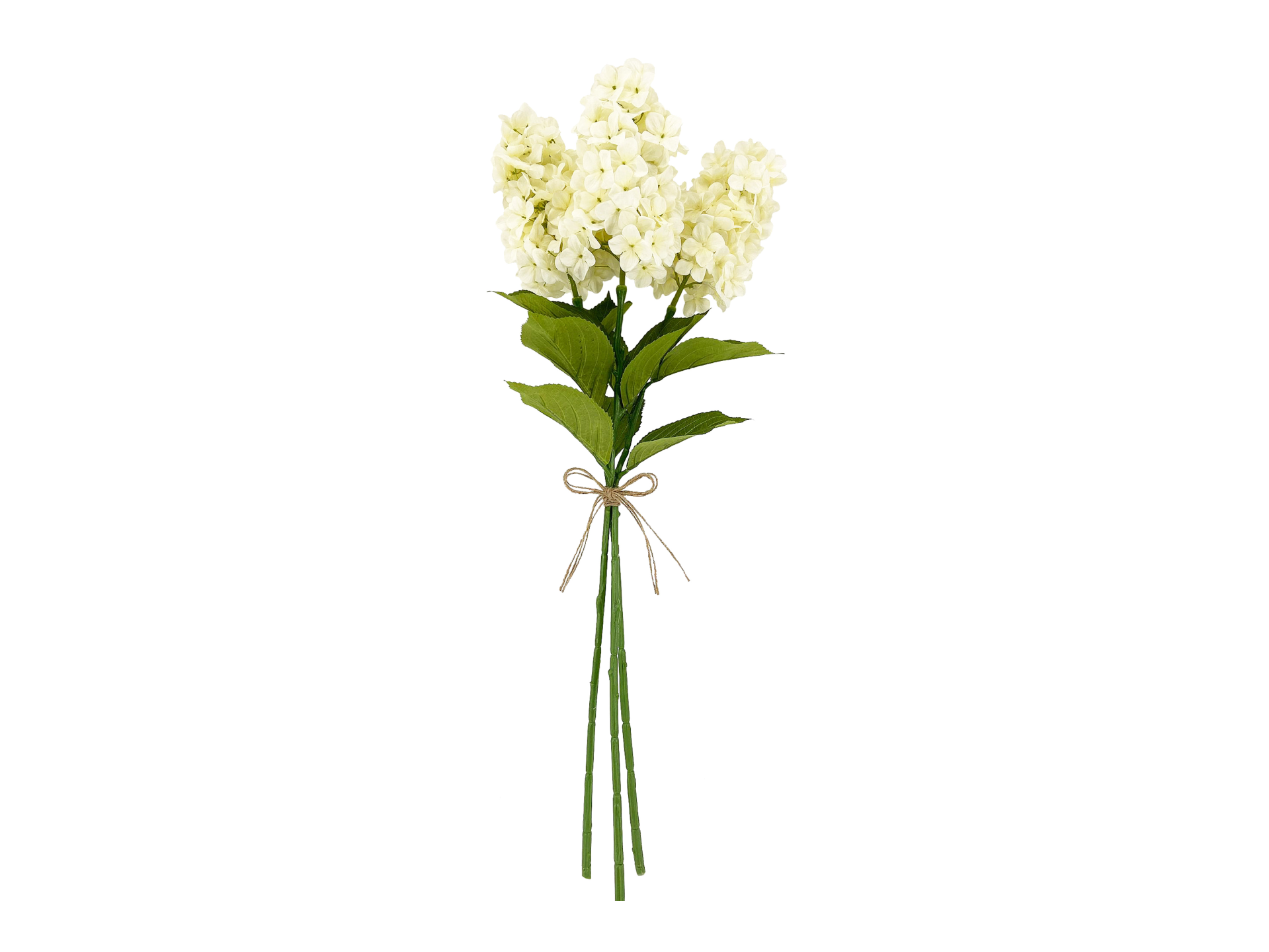 White petal flowers with green leaves